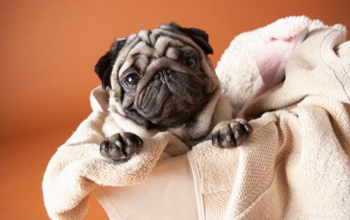 The Ultimate Guide to Owning a Pug in Singapore: Care, Training & Lifestyle
