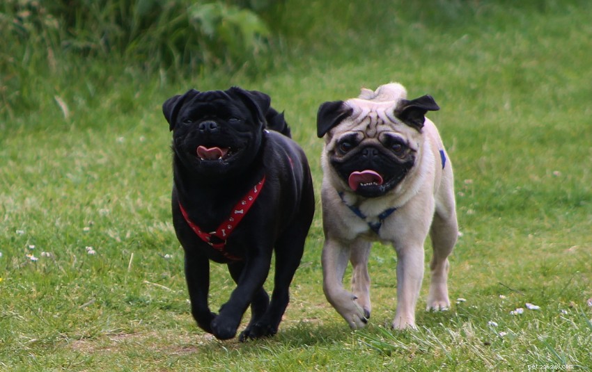 The Ultimate Guide to Owning a Pug in Singapore: Care, Training & Lifestyle