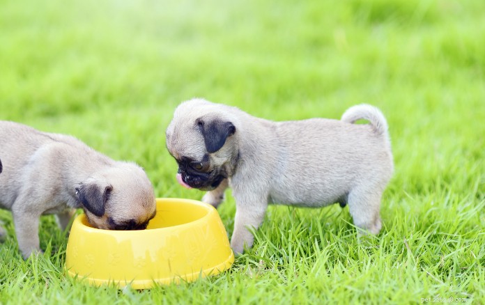 The Ultimate Guide to Owning a Pug in Singapore: Care, Training & Lifestyle