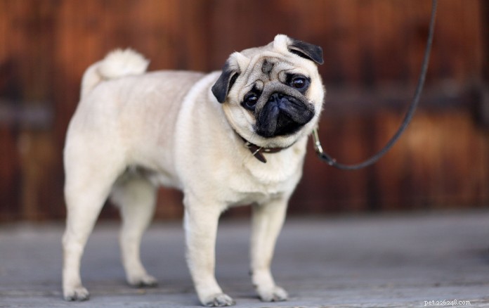 The Ultimate Guide to Owning a Pug in Singapore: Care, Training & Lifestyle