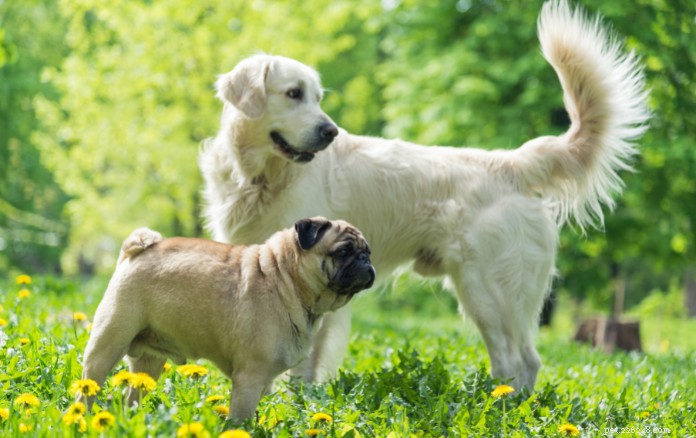 The Ultimate Guide to Owning a Pug in Singapore: Care, Training & Lifestyle