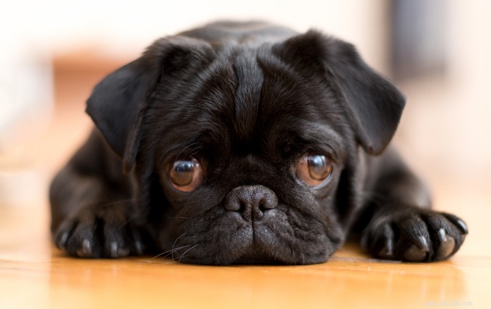 The Ultimate Guide to Owning a Pug in Singapore: Care, Training & Lifestyle