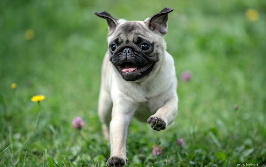 The Ultimate Guide to Owning a Pug in Singapore: Care, Training & Lifestyle
