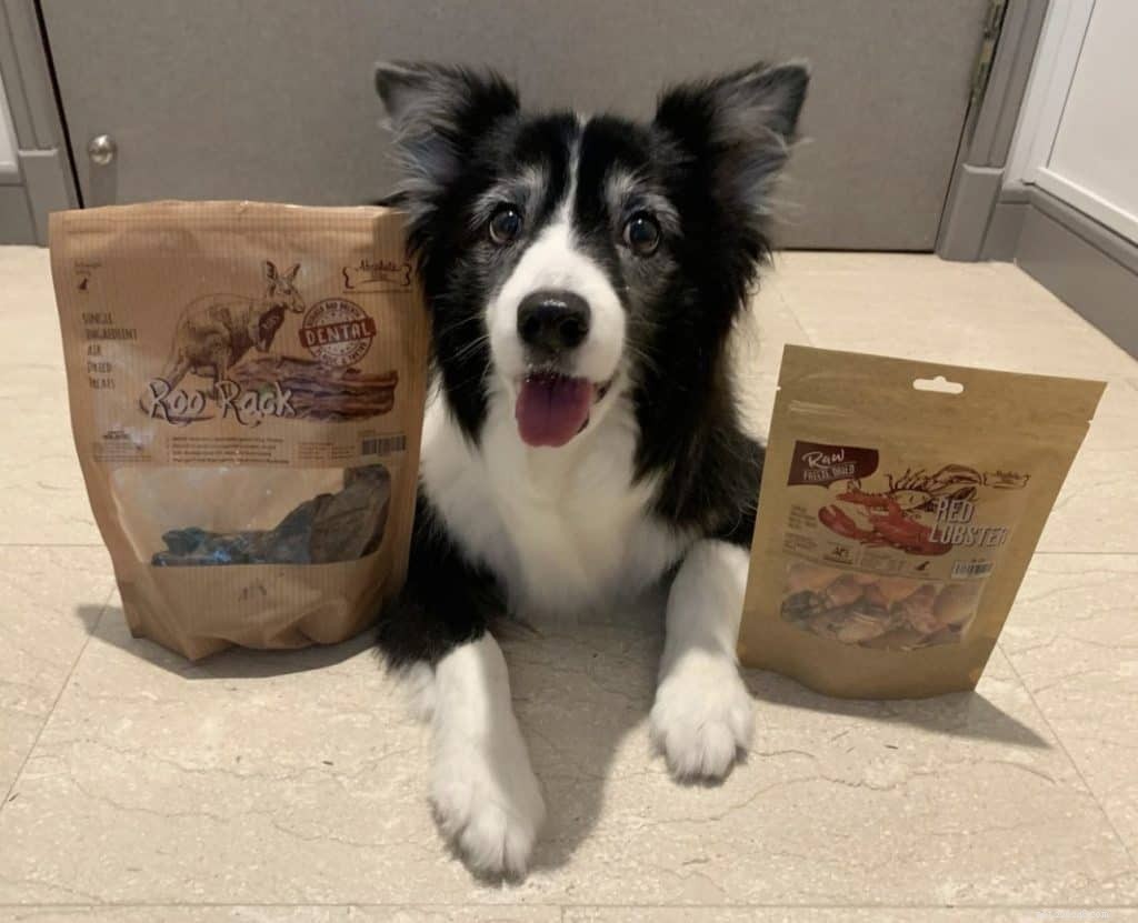 42 Must-Follow Dog Instagram Accounts in Singapore for Daily Cuteness