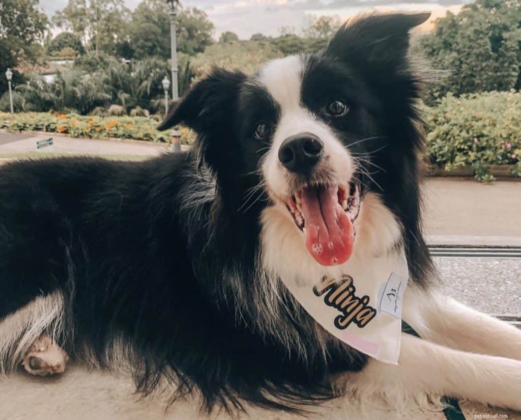 42 Must-Follow Dog Instagram Accounts in Singapore for Daily Cuteness