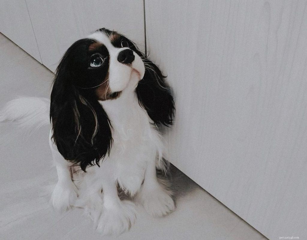 42 Must-Follow Dog Instagram Accounts in Singapore for Daily Cuteness
