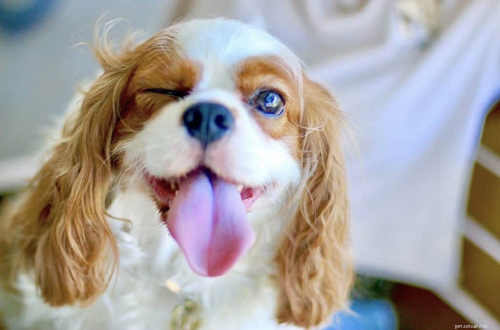 42 Must-Follow Dog Instagram Accounts in Singapore for Daily Cuteness