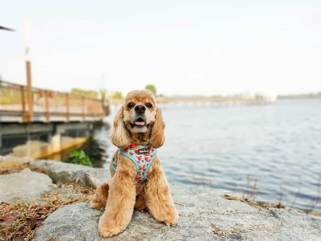 42 Must-Follow Dog Instagram Accounts in Singapore for Daily Cuteness