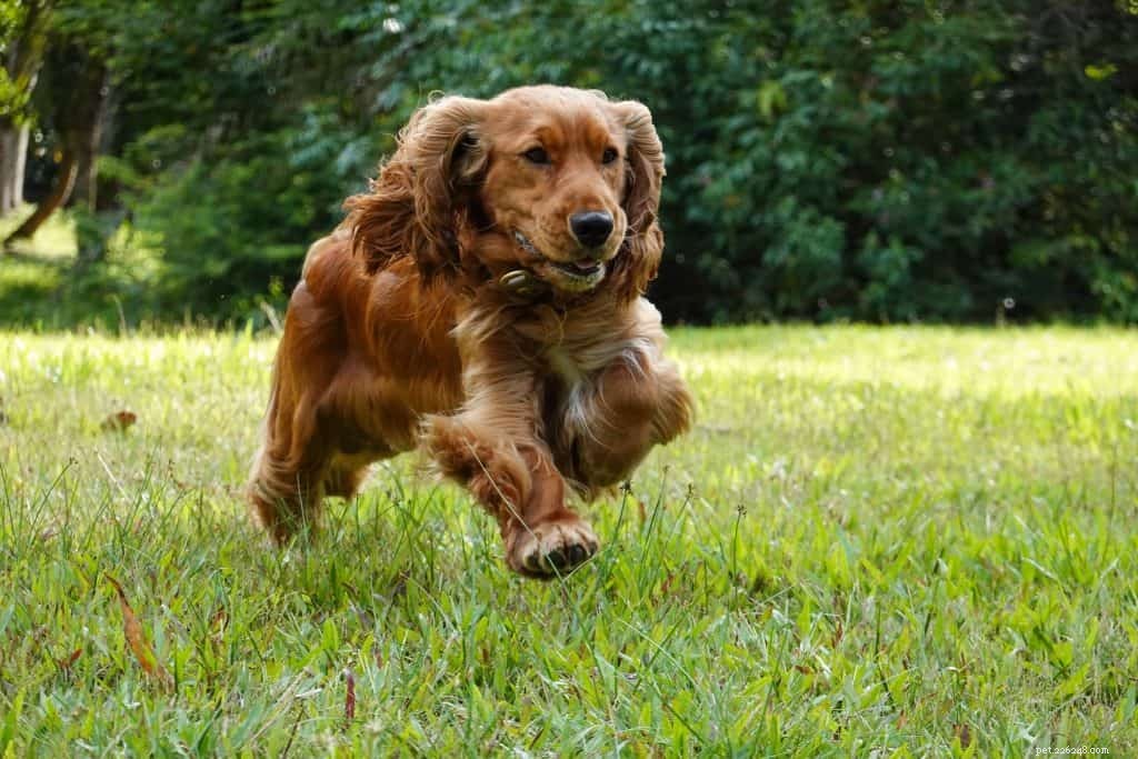 42 Must-Follow Dog Instagram Accounts in Singapore for Daily Cuteness
