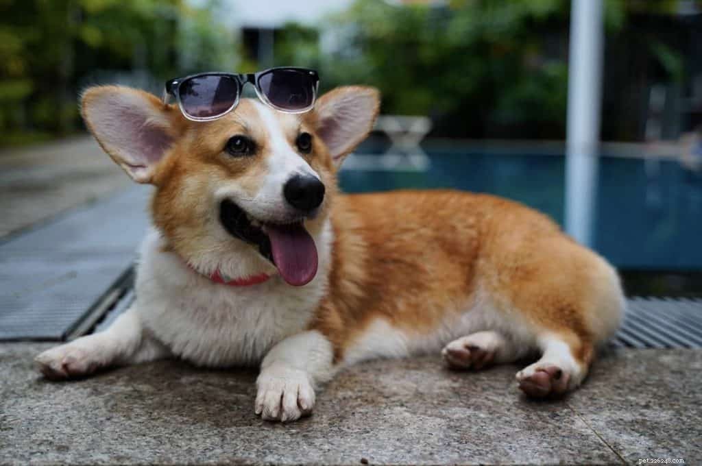 42 Must-Follow Dog Instagram Accounts in Singapore for Daily Cuteness
