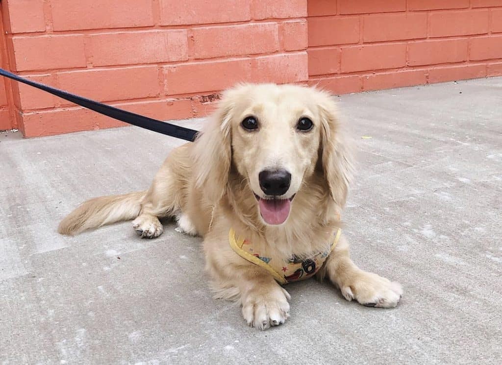 42 Must-Follow Dog Instagram Accounts in Singapore for Daily Cuteness