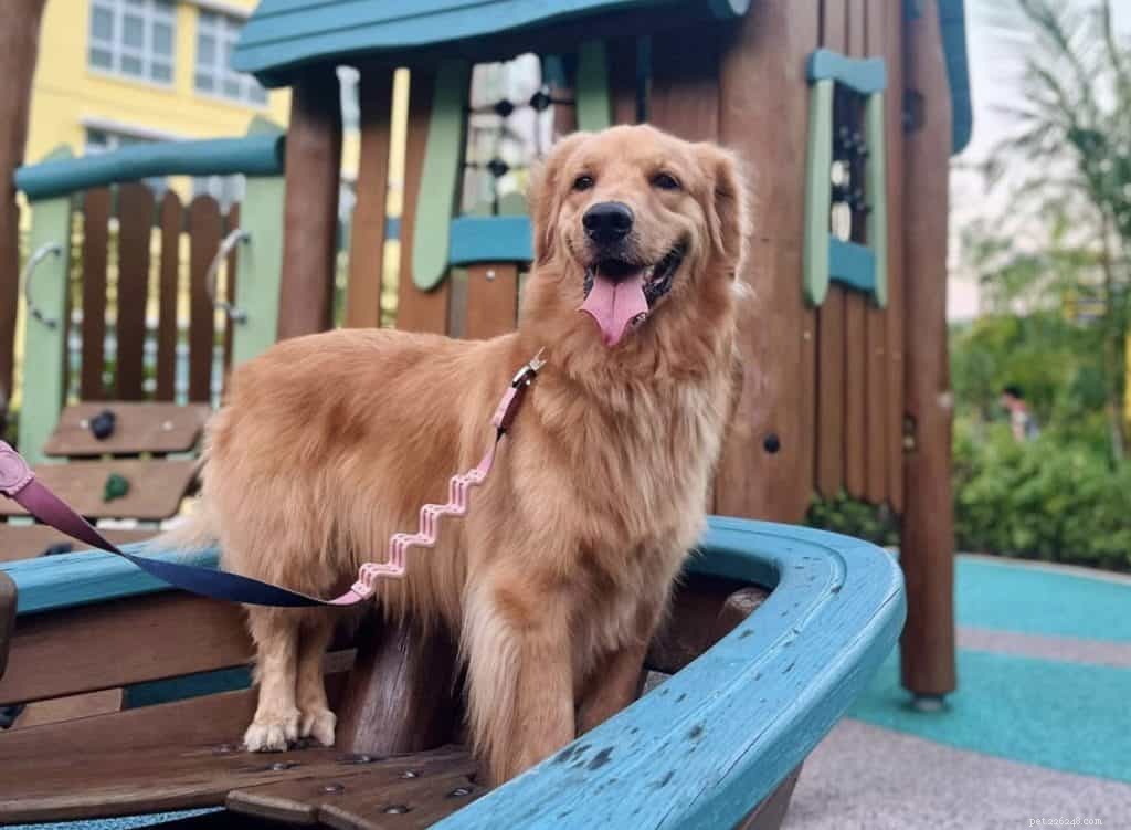 42 Must-Follow Dog Instagram Accounts in Singapore for Daily Cuteness