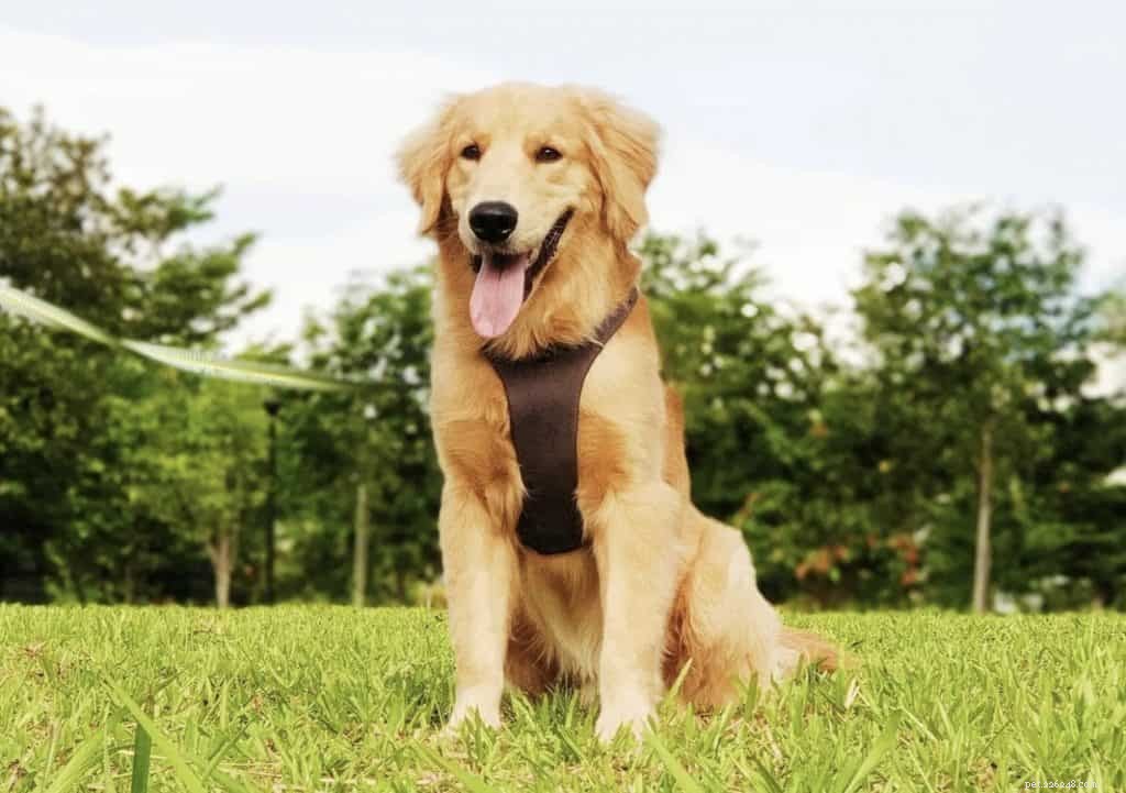 42 Must-Follow Dog Instagram Accounts in Singapore for Daily Cuteness