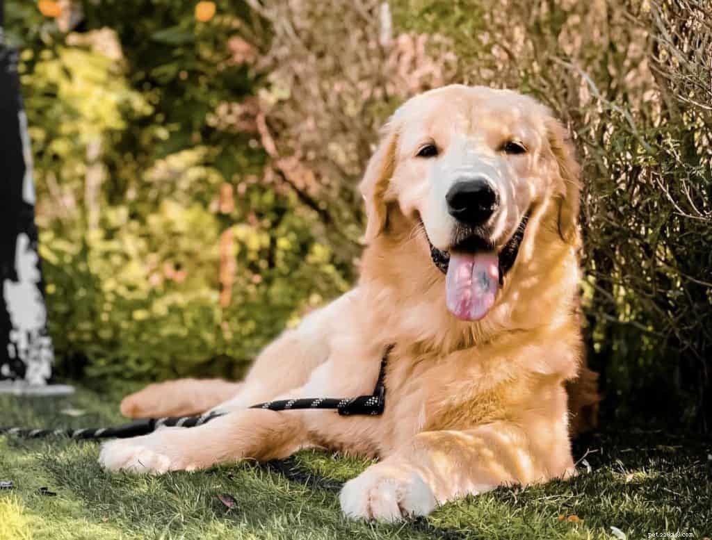 42 Must-Follow Dog Instagram Accounts in Singapore for Daily Cuteness