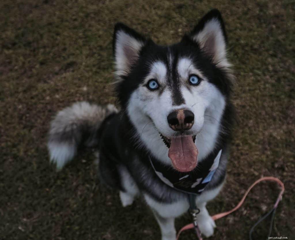 42 Must-Follow Dog Instagram Accounts in Singapore for Daily Cuteness