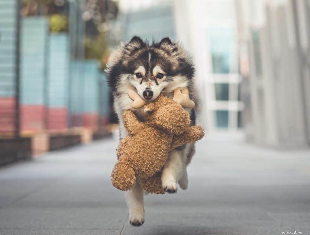 42 Must-Follow Dog Instagram Accounts in Singapore for Daily Cuteness