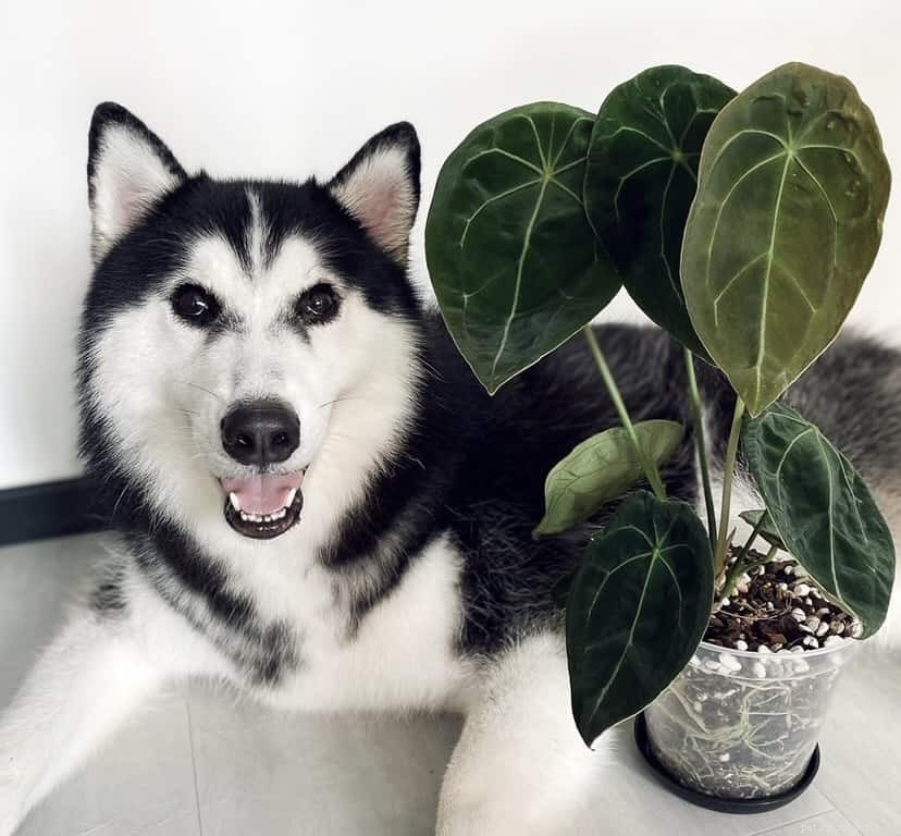 42 Must-Follow Dog Instagram Accounts in Singapore for Daily Cuteness