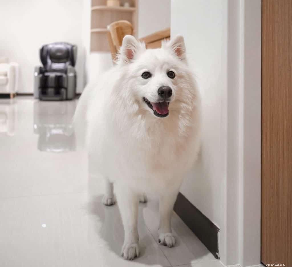 42 Must-Follow Dog Instagram Accounts in Singapore for Daily Cuteness