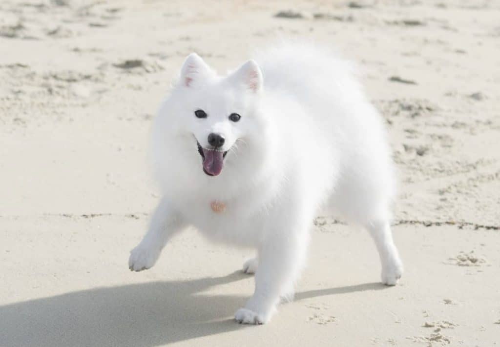 42 Must-Follow Dog Instagram Accounts in Singapore for Daily Cuteness