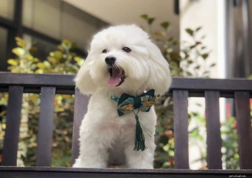 42 Must-Follow Dog Instagram Accounts in Singapore for Daily Cuteness