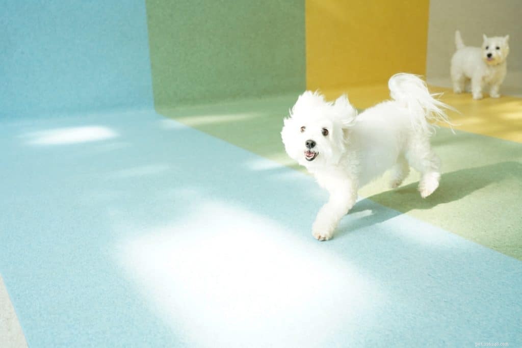 42 Must-Follow Dog Instagram Accounts in Singapore for Daily Cuteness