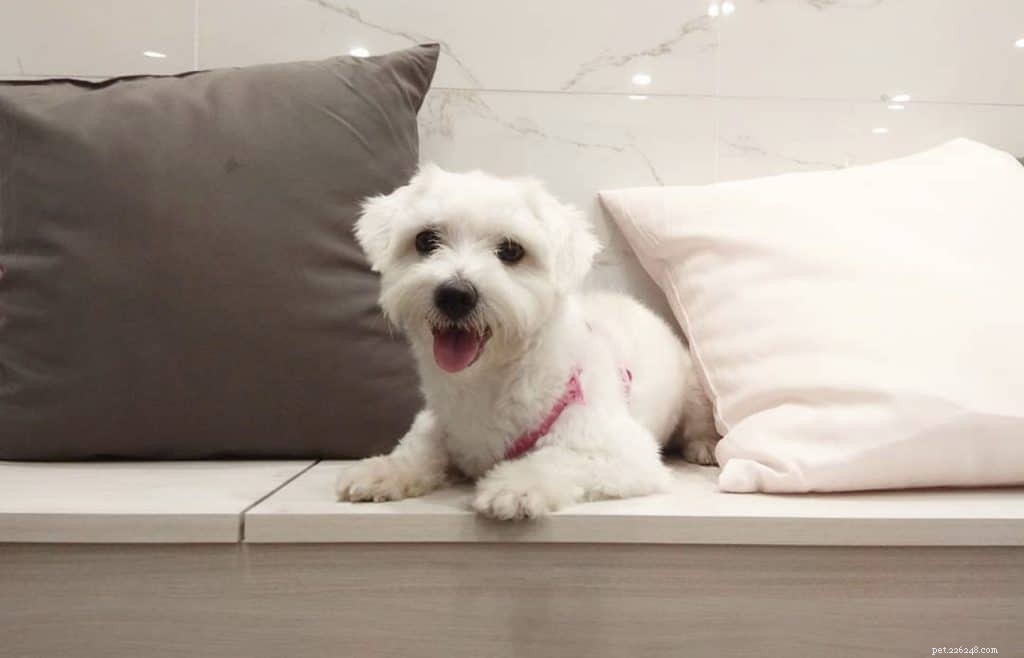 42 Must-Follow Dog Instagram Accounts in Singapore for Daily Cuteness