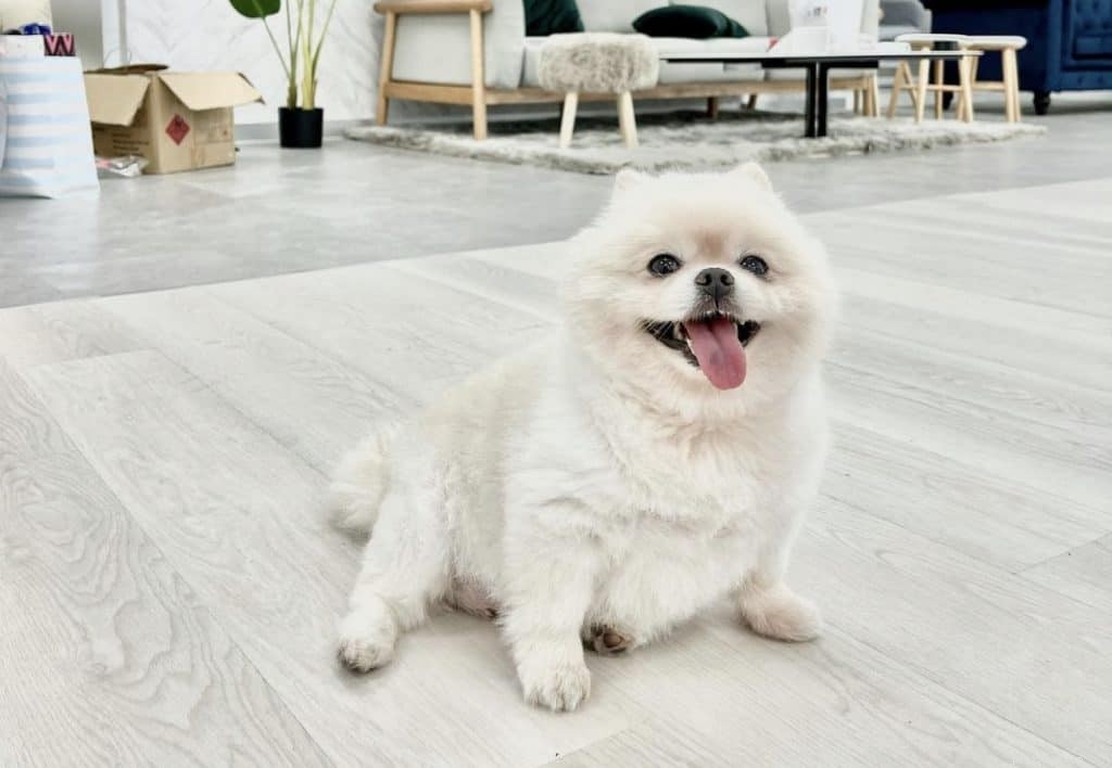 42 Must-Follow Dog Instagram Accounts in Singapore for Daily Cuteness