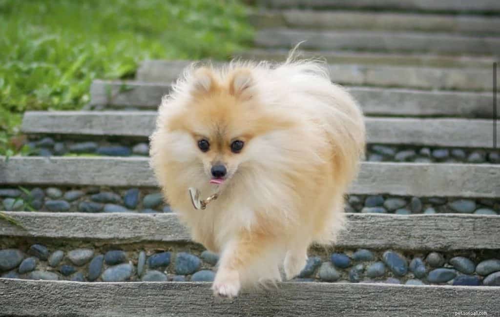 42 Must-Follow Dog Instagram Accounts in Singapore for Daily Cuteness