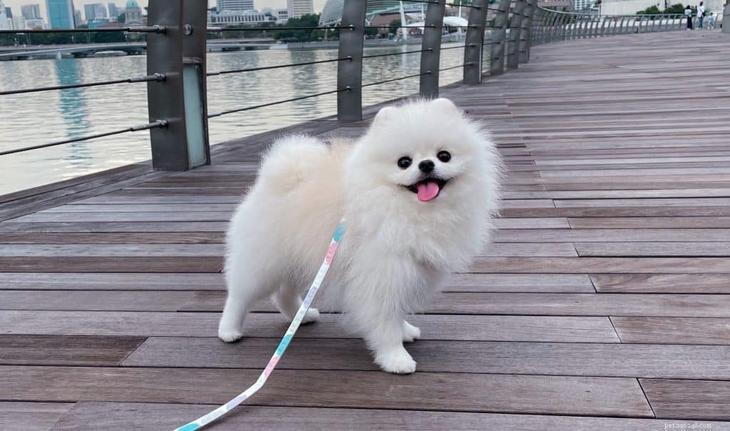 42 Must-Follow Dog Instagram Accounts in Singapore for Daily Cuteness