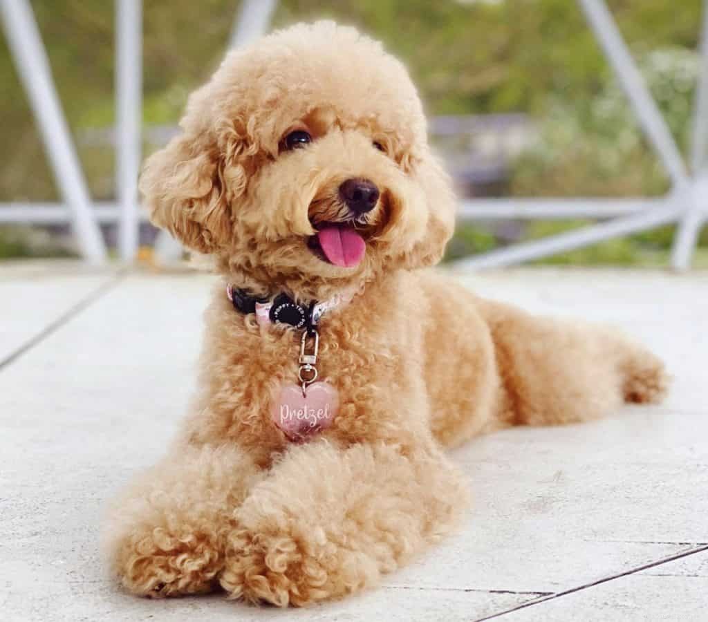 42 Must-Follow Dog Instagram Accounts in Singapore for Daily Cuteness