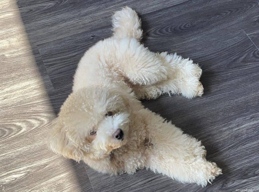 42 Must-Follow Dog Instagram Accounts in Singapore for Daily Cuteness