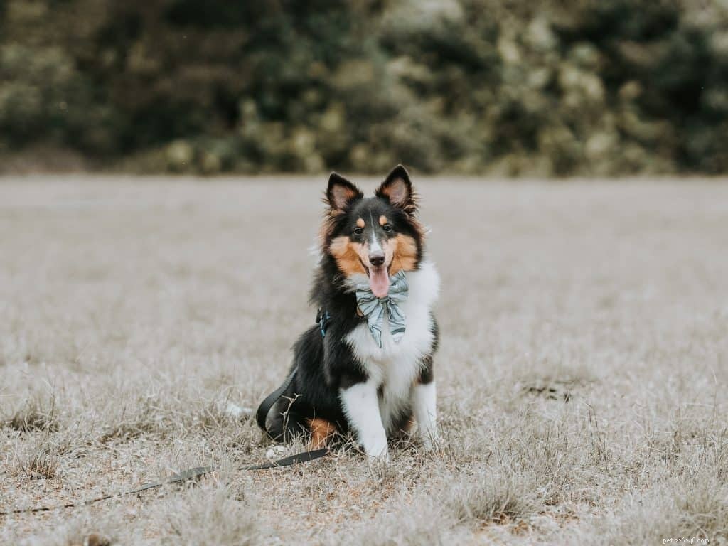 42 Must-Follow Dog Instagram Accounts in Singapore for Daily Cuteness