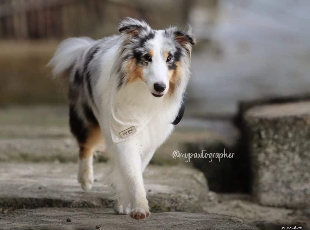 42 Must-Follow Dog Instagram Accounts in Singapore for Daily Cuteness