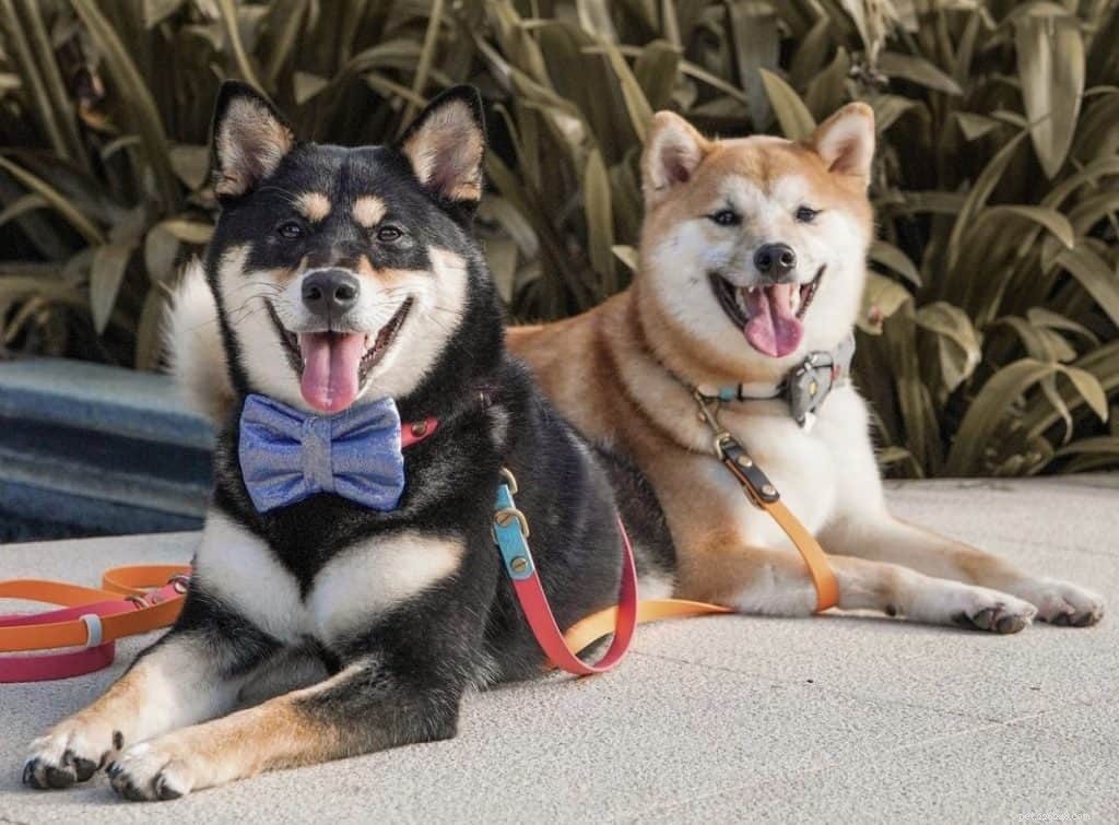 42 Must-Follow Dog Instagram Accounts in Singapore for Daily Cuteness