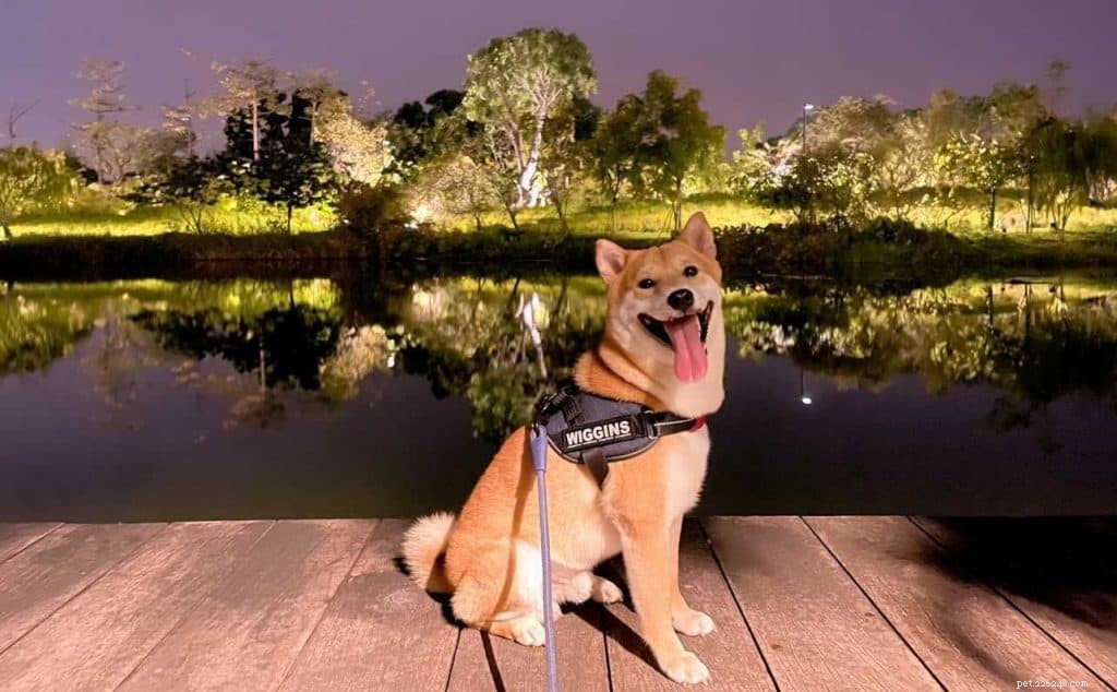 42 Must-Follow Dog Instagram Accounts in Singapore for Daily Cuteness