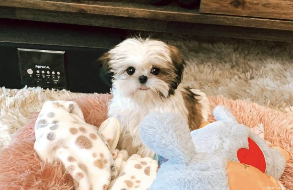 42 Must-Follow Dog Instagram Accounts in Singapore for Daily Cuteness