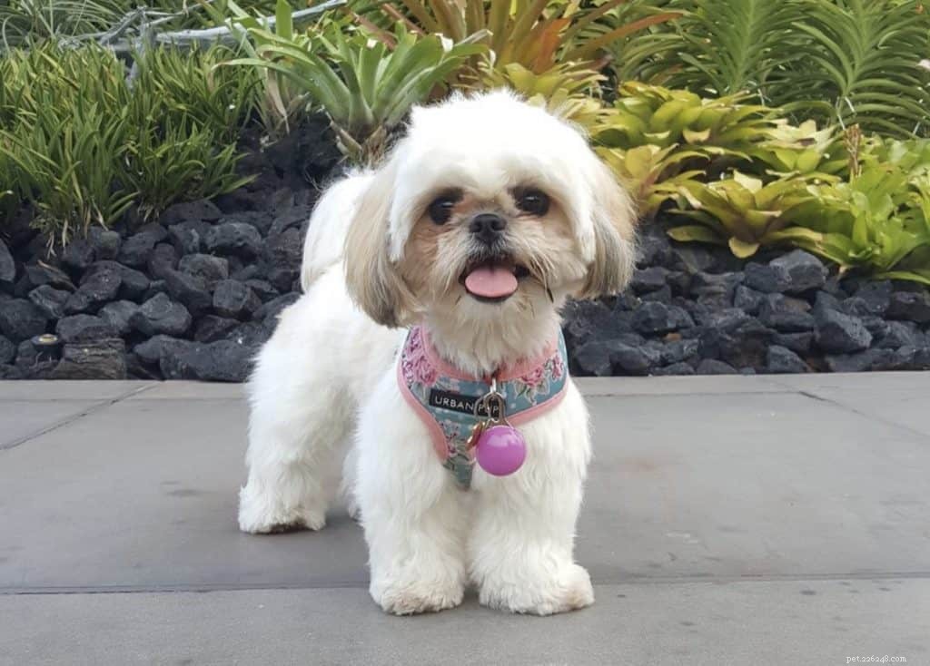 42 Must-Follow Dog Instagram Accounts in Singapore for Daily Cuteness