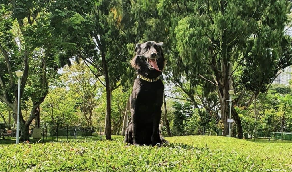 42 Must-Follow Dog Instagram Accounts in Singapore for Daily Cuteness