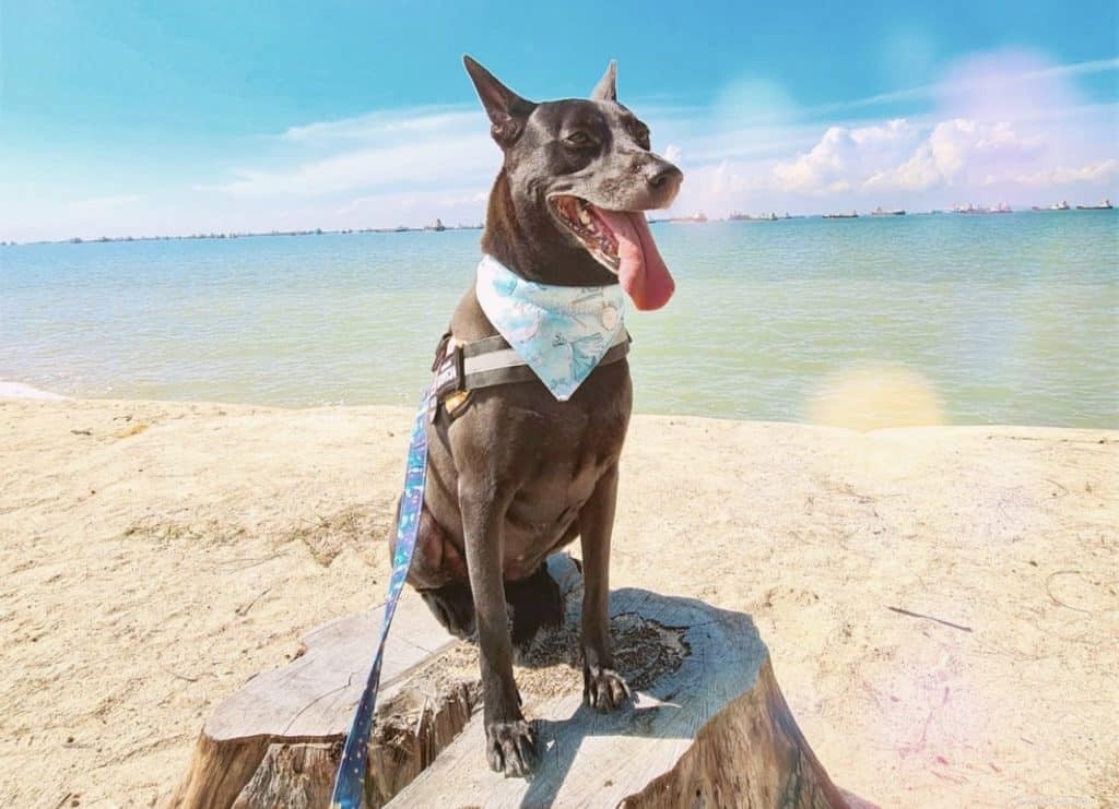 42 Must-Follow Dog Instagram Accounts in Singapore for Daily Cuteness