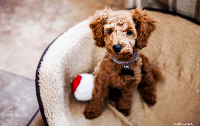 Ultimate Guide to Toy Poodle Care in Singapore: Nutrition, Grooming & Exercise
