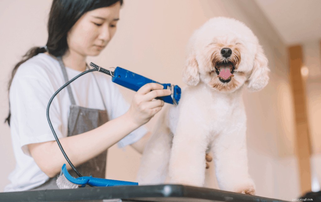 Ultimate Guide to Toy Poodle Care in Singapore: Nutrition, Grooming & Exercise