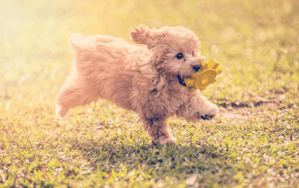 Ultimate Guide to Toy Poodle Care in Singapore: Nutrition, Grooming & Exercise
