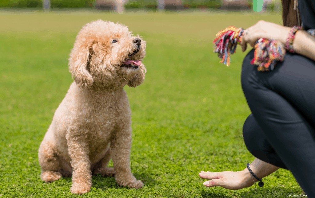 Ultimate Guide to Toy Poodle Care in Singapore: Nutrition, Grooming & Exercise