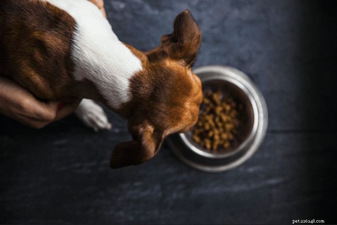 Raw Dog Food Explained: Benefits, Risks, and Why It’s Best for Your Dog