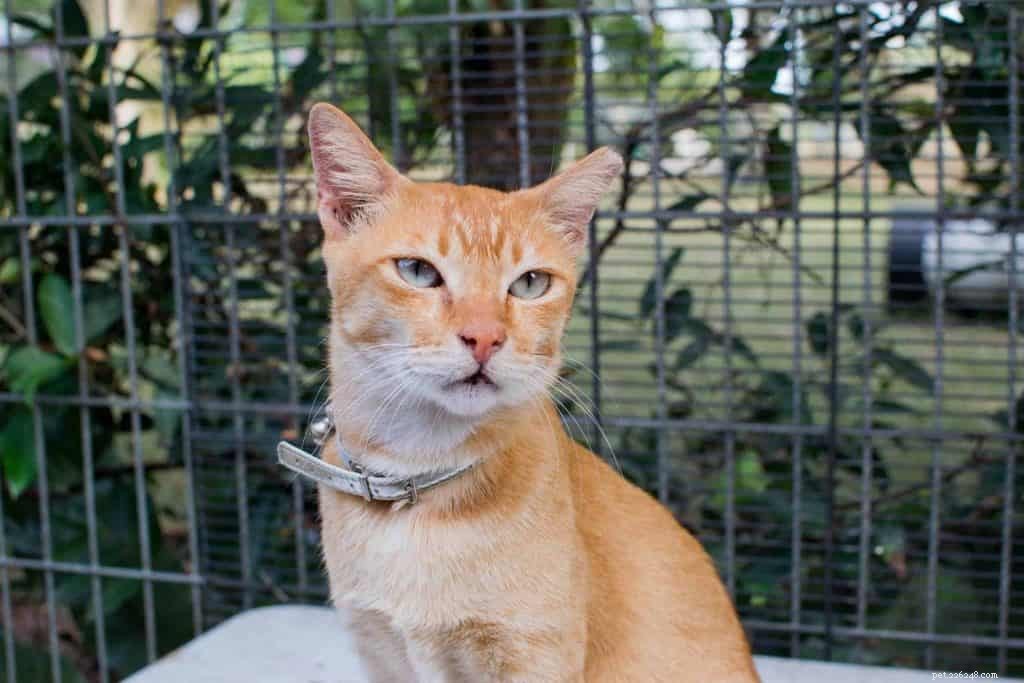 Top 9 Cat Adoption Centers in Singapore – Fees, Costs & How to Adopt