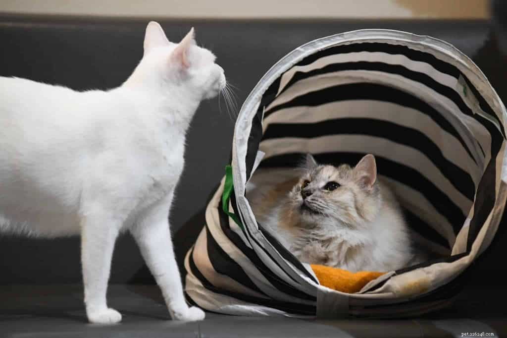 Top 9 Cat Adoption Centers in Singapore – Fees, Costs & How to Adopt