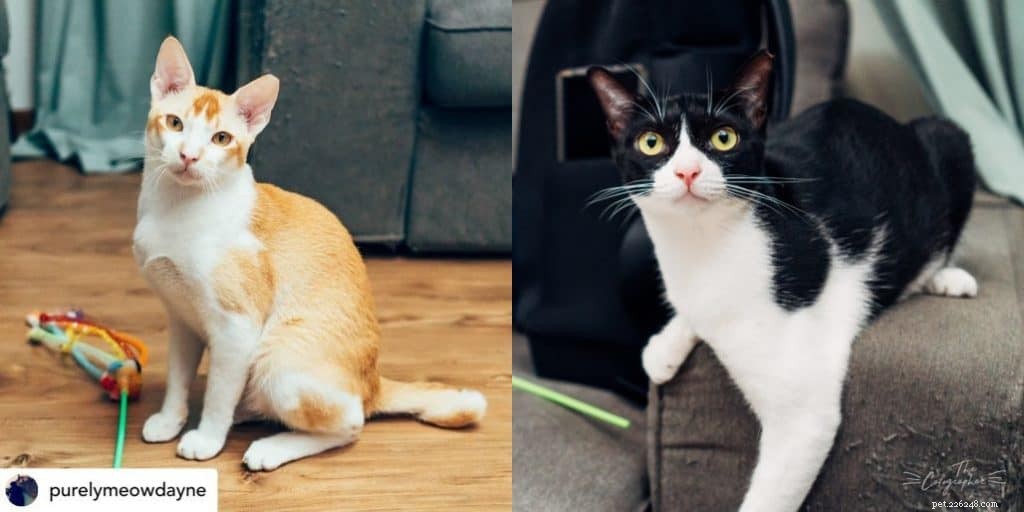 Top 9 Cat Adoption Centers in Singapore – Fees, Costs & How to Adopt