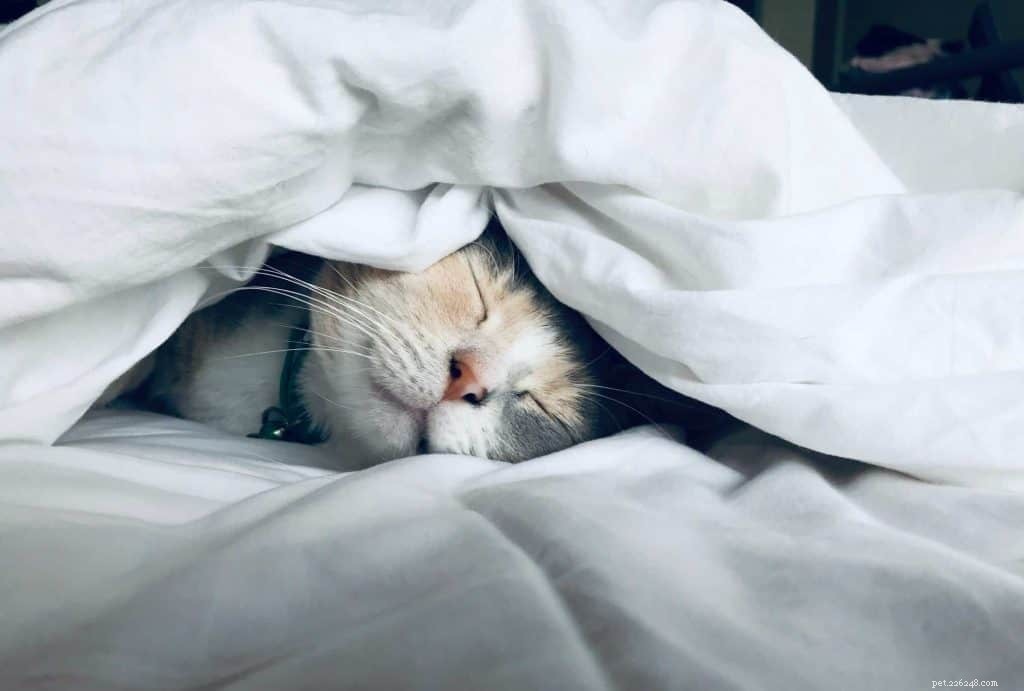 Top 9 Cat Adoption Centers in Singapore – Fees, Costs & How to Adopt