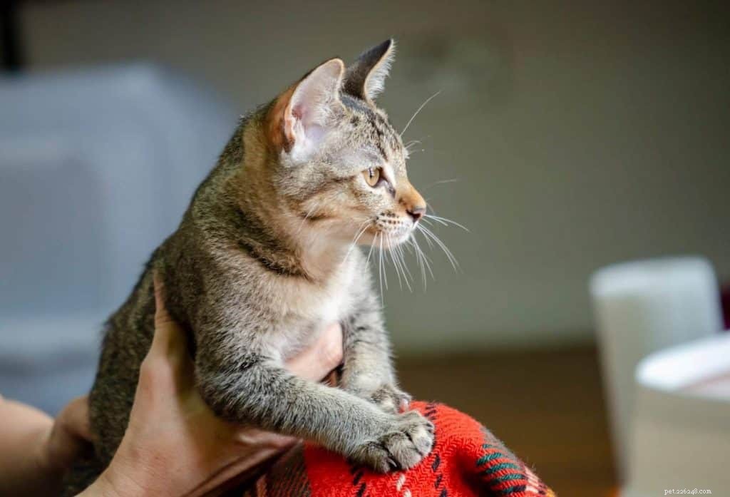 Top 9 Cat Adoption Centers in Singapore – Fees, Costs & How to Adopt