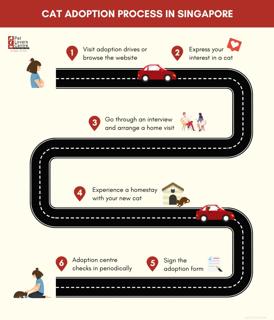 Top 9 Cat Adoption Centers in Singapore – Fees, Costs & How to Adopt
